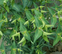 Euphorbia lathyris Caper Spurge, Moleplant Euphorbia lathyris Caper Spurge, Moleplant