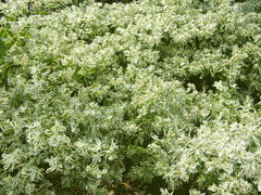Euphorbia marginata Mountain Snow, Ghost Spurge, Ghost Weed Euphorbia marginata Mountain Snow, Ghost Spurge, Ghost Weed