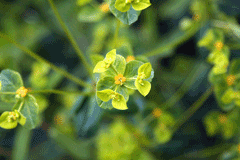 Euphorbia pekinensis Da Ji Euphorbia pekinensis Da Ji