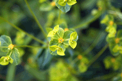 Euphorbia pekinensis Da Ji