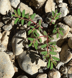 Euphorbia serpyllifolia Thymeleaf Sandmat