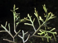 Euphorbia intisy Intisy, Pencil Plant Euphorbia intisy Intisy, Pencil Plant