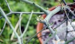 Euphorbia intisy Intisy, Pencil Plant Euphorbia intisy Intisy, Pencil Plant