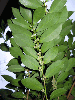 Eurya japonica 