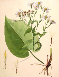 Eurybia divaricata White wood aster