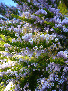 Fabiana imbricata Pichi Fabiana imbricata Pichi