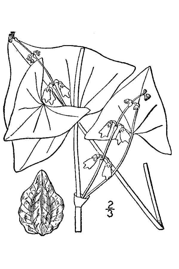 Polygonum Tartarian Buckwheat