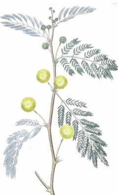 Faidherbia White Acacia. White-thorn. Apple ring acacia