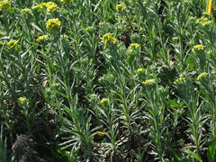 Fibigia clypeata Fibigia clypeata
