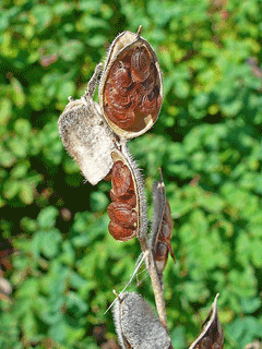 Fibigia clypeata Fibigia clypeata