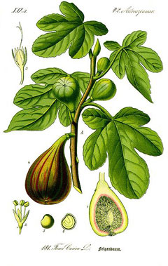 Ficus carica Fig, Edible fig, Fig Common