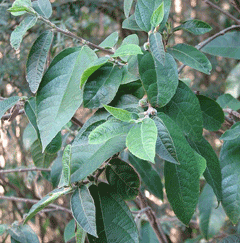 Ficus coronata Sandpaper Fig Ficus coronata Sandpaper Fig