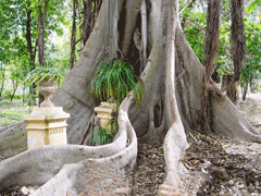 Ficus macrophylla Moreton Bay Fig Ficus macrophylla Moreton Bay Fig