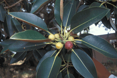 Ficus_macrophylla Moreton Bay Fig
