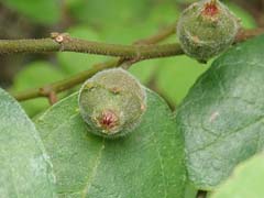 Ficus coronata Sandpaper Fig Ficus coronata Sandpaper Fig