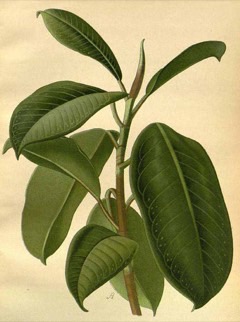 Ficus_elastica Rubber Plant. India Rubber Tree