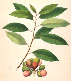 Ficus_racemosa Cluster Fig