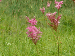 Filipendula rubra Queen Of The Prairie, Meadowsweet Filipendula rubra Queen Of The Prairie, Meadowsweet