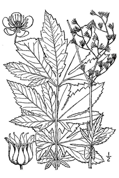 Filipendula rubra Queen Of The Prairie, Meadowsweet Filipendula rubra Queen Of The Prairie, Meadowsweet