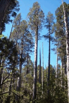 Fitzroya_cupressoides Alerce, Patagonian cypress