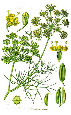 Foeniculum Fennel, Sweet fennel