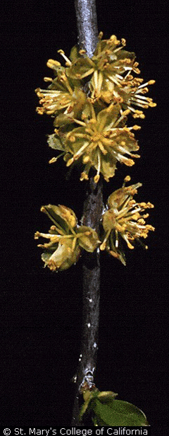 Forestiera neomexicana Wild Olive Forestiera neomexicana Wild Olive