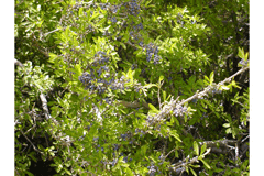 Forestiera neomexicana Wild Olive Forestiera neomexicana Wild Olive