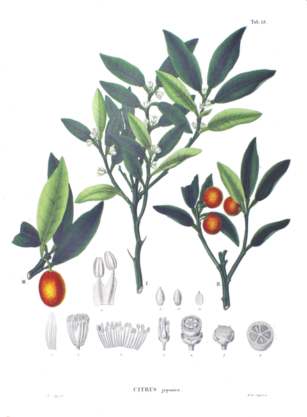 Citrus japonica Round Kumquat Citrus japonica Round Kumquat