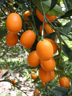 Fortunella_margarita Oval Kumquat