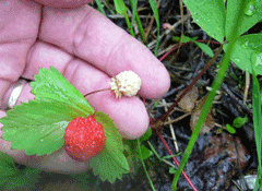 Fragaria_iinumae Strawberry