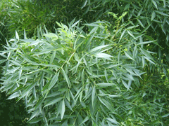 Fraxinus_angustifolia Narrow-Leaved Ash