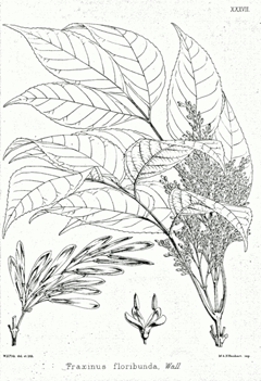 Fraxinus_floribunda Himalayan Ash