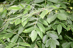 Fraxinus_latifolia Oregon Ash