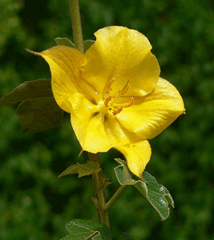 Fremontodendron californicum Flannel Flower, California flannelbush, Common Flannel Bush Fremontodendron californicum Flannel Flower, California flannelbush, Common Flannel Bush
