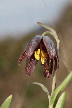 Fritillaria affinis Chocolate Lily, Checker lily Fritillaria affinis Chocolate Lily, Checker lily