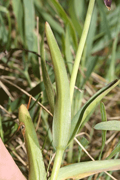 Fritillaria affinis Chocolate Lily, Checker lily Fritillaria affinis Chocolate Lily, Checker lily