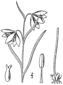 Fritillaria atropurpurea Purple Fritillary, Spotted fritillary Fritillaria atropurpurea Purple Fritillary, Spotted fritillary