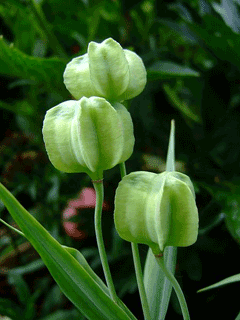 Fritillaria pallidiflora Pale-Flowered Fritillary Fritillaria pallidiflora Pale-Flowered Fritillary