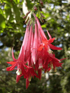 Fuchsia boliviana Bolivian fuchsia Fuchsia boliviana Bolivian fuchsia
