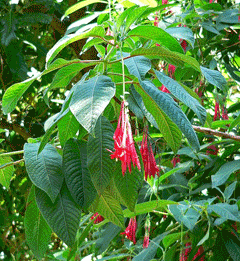 Fuchsia boliviana Bolivian fuchsia Fuchsia boliviana Bolivian fuchsia