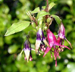 Fuchsia excorticata Konini Fuchsia excorticata Konini