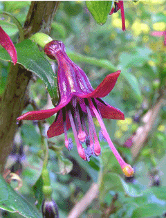 Fuchsia excorticata Konini Fuchsia excorticata Konini