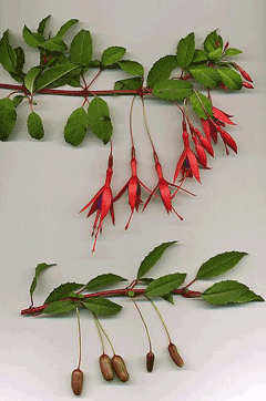Fuchsia magellanica Fuchsia, Hardy fuchsia Fuchsia magellanica Fuchsia, Hardy fuchsia