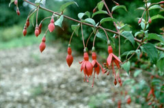 Fuchsia magellanica Fuchsia, Hardy fuchsia Fuchsia magellanica Fuchsia, Hardy fuchsia