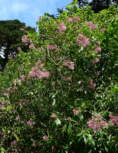 Fuchsia paniculata Shrubby fuchsia Fuchsia paniculata Shrubby fuchsia