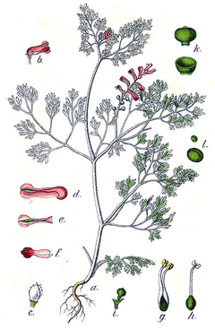 Fumaria officinalis Fumitory, Drug fumitory Fumaria officinalis Fumitory, Drug fumitory