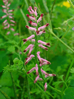 Fumaria officinalis Fumitory, Drug fumitory Fumaria officinalis Fumitory, Drug fumitory