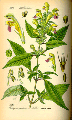 Galeopsis speciosa Large Flowered Hemp Nettle, Edmonton hempnettle Galeopsis speciosa Large Flowered Hemp Nettle, Edmonton hempnettle