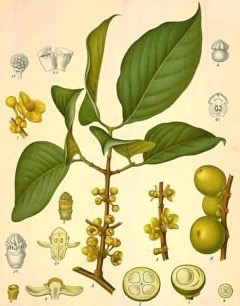 Garcinia hanburyi Siam gamboge. Hanbury Garcinia hanburyi Siam gamboge. Hanbury