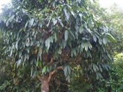 Garcinia_xanthochymus Mysore Gamboge. Gamboge, Himalayan garcinia